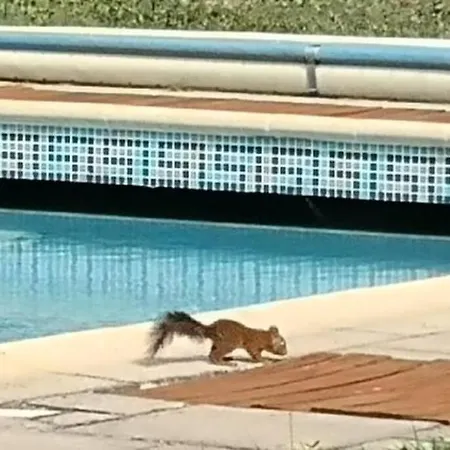 Villa La Des Pins Avec Piscine Et Tennis Garons